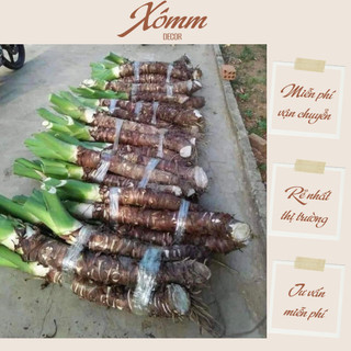 Cây ráy, củ ráy voi trang trí decor sân vườn, quán cafe