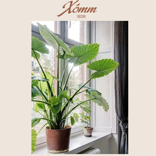Cây ráy, củ ráy voi trang trí decor sân vườn, quán cafe