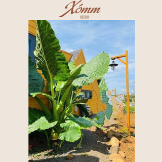 Cây ráy, củ ráy voi trang trí decor sân vườn, quán cafe