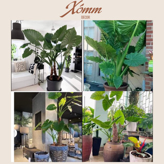 Cây ráy, củ ráy voi trang trí decor sân vườn, quán cafe
