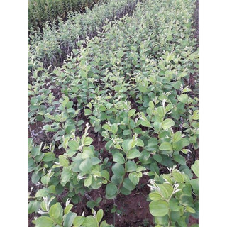 Cây giống táo đại