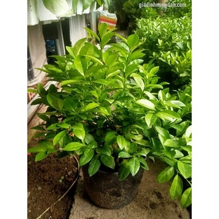 Cây giống chanh bắc siêu sớm