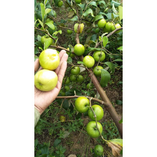 Cây giống táo đại