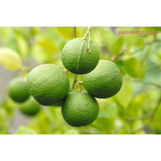 Cây giống chanh bắc siêu sớm