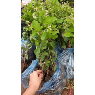 Cây giống táo đại