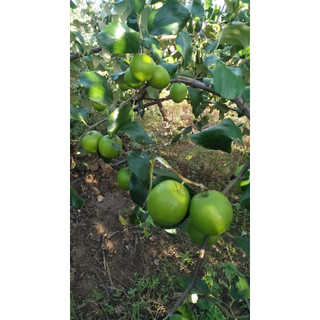 Cây giống táo đại