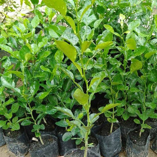 Cây giống chanh bắc siêu sớm