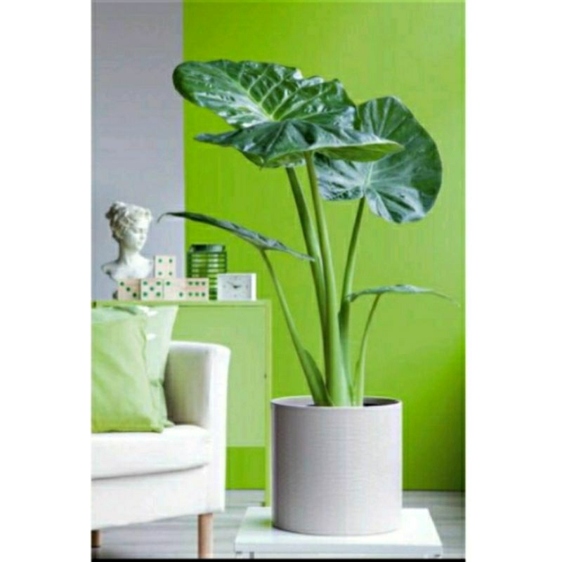 10 củ ráy to trồng lên chậu cũng đẹp lắm mà lại rẻ cứ mình thích là được làm cảnh cu ray có thể trồng thủy sinh