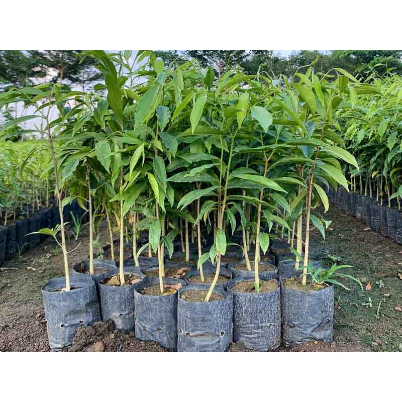 Cây giống trầm hương