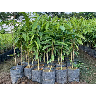 Cây giống trầm hương