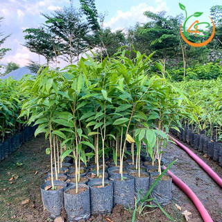 Cây giống trầm hương
