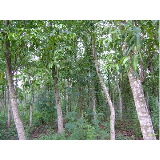 Cây giống trầm hương