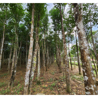 Cây giống trầm hương