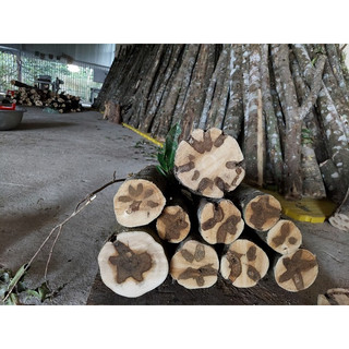 Cây giống trầm hương