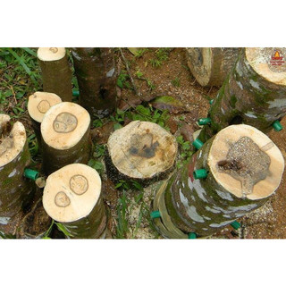 Cây giống trầm hương