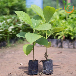 Cây giống giá tỵ, cây gỗ tếch