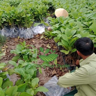 Cây giống giá tỵ, cây gỗ tếch