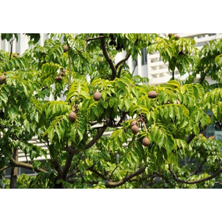 Cây giống giá tỵ, cây gỗ tếch