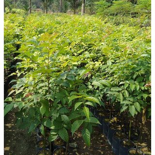 Cây giống giá tỵ, cây gỗ tếch