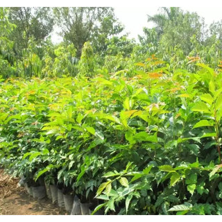 Cây giống giá tỵ, cây gỗ tếch