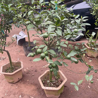 Cây giống chanh cao sản
