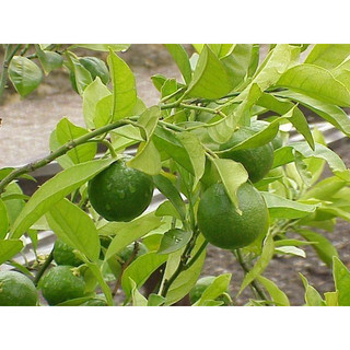 Cây giống chanh cao sản