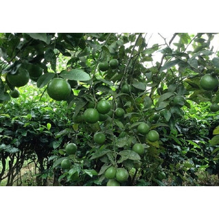 Cây giống chanh cao sản