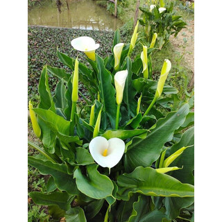 Củ Hoa Rum