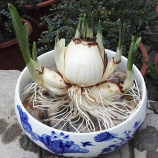 Củ giống hoa thuỷ tiên