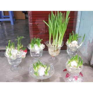 Củ Giống Hoa Thuỷ Tiên