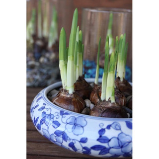 Củ Giống Hoa Thuỷ Tiên