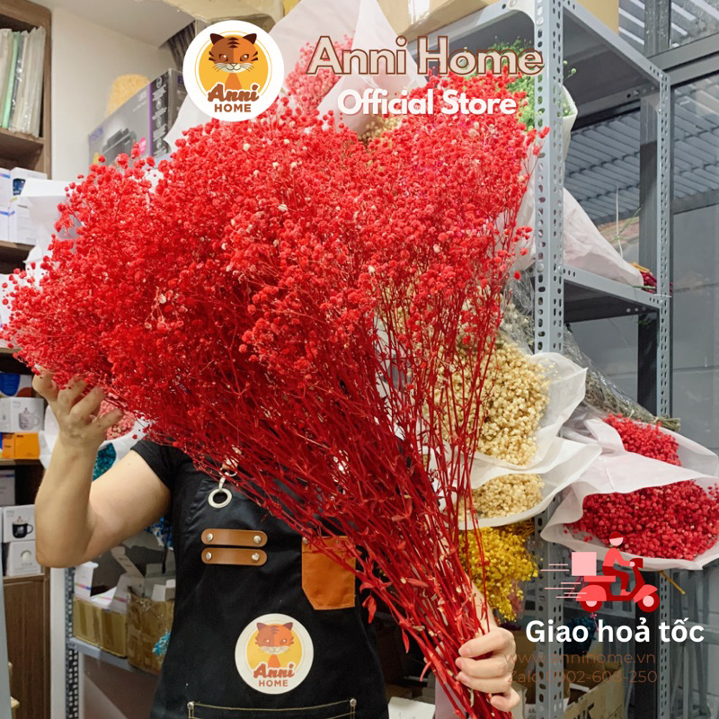 Hoa Baby khô bó siêu to, loại 350-400gr, hoa sỉ chưa gói, chưa cắt gốc | Anni Home