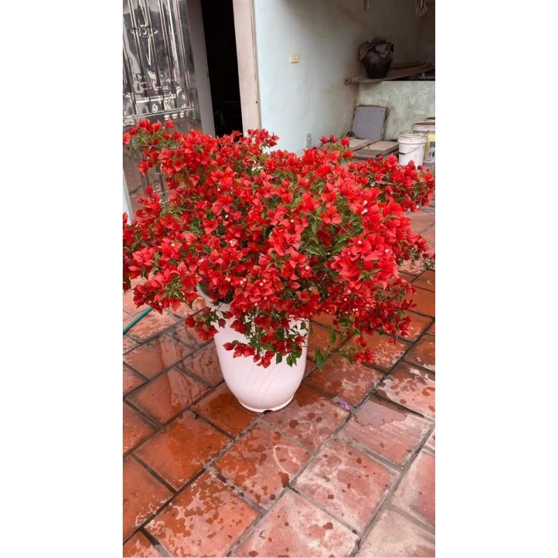 cây hoa giấy đỏ lửa