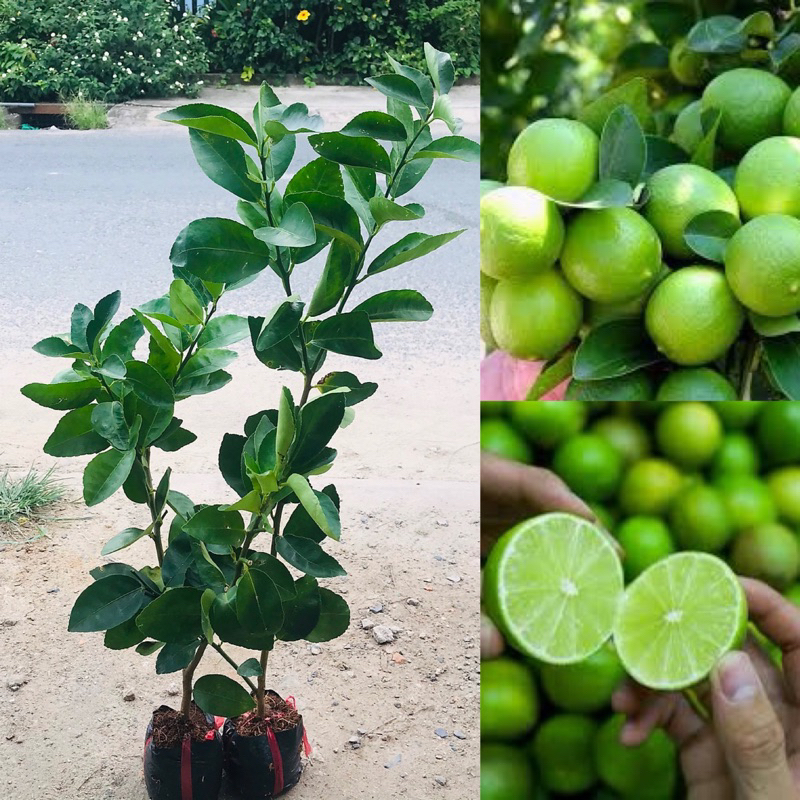 cây giống chanh chùm tứ quý