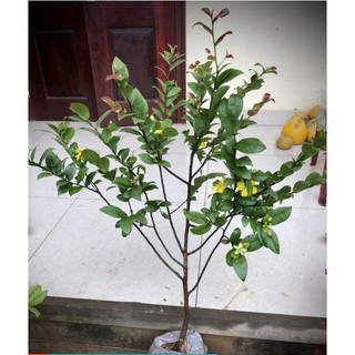 Mai Tứ Quý 1m đến 1.5m ( sản phẩm như hình 1)