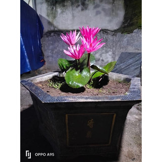 Củ hoa Subg cạn