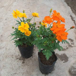 Hat hoa sao nhái (canh buom)kep(100hat)