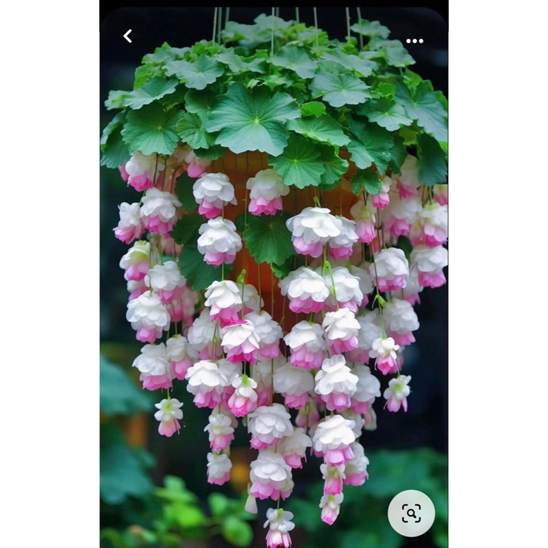 Hạt hoa chuông gió