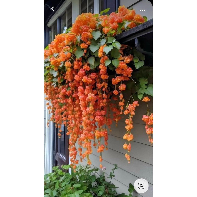 Hạt hoa chuông gió