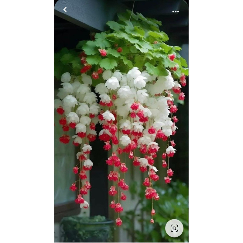 Hạt hoa chuông gió