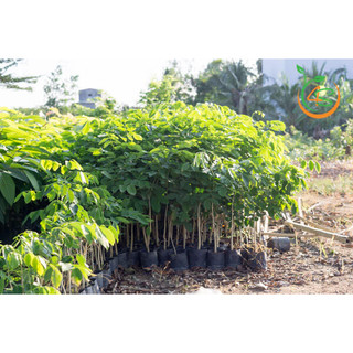 Cây giống gõ đỏ, cây gỗ gỏ đỏ, cây giống đẹp, được kiểm tra trước khi thanh toán