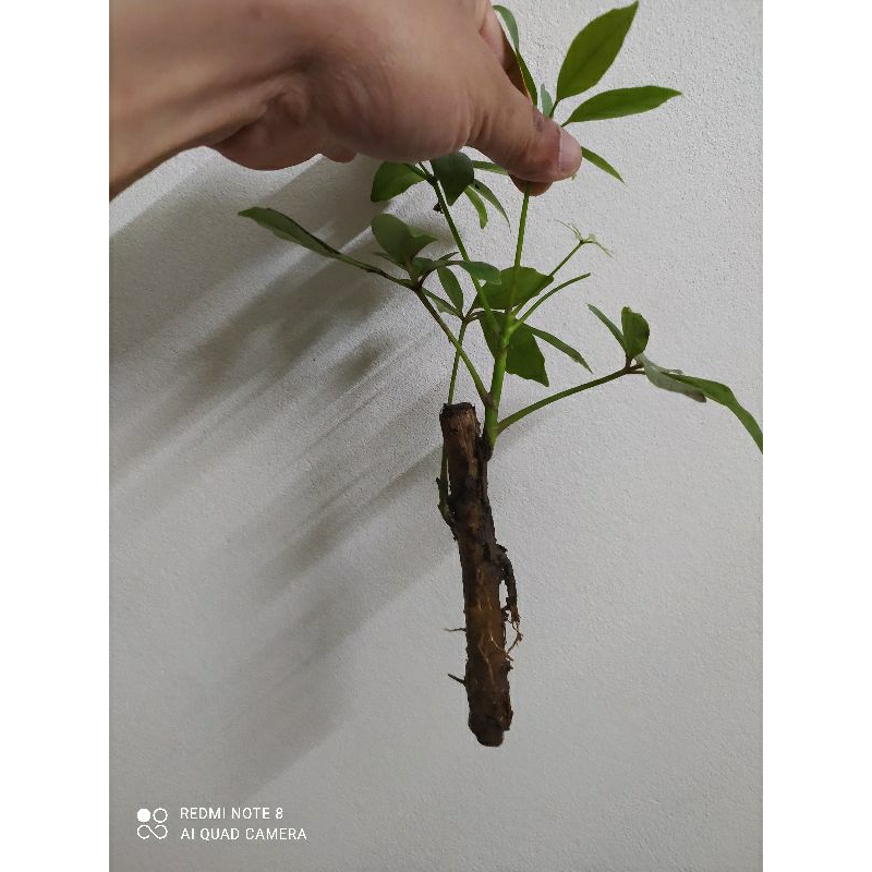 10 cành ngũ gia bì về cắm đất giâm cành tỷ lệ sống cao