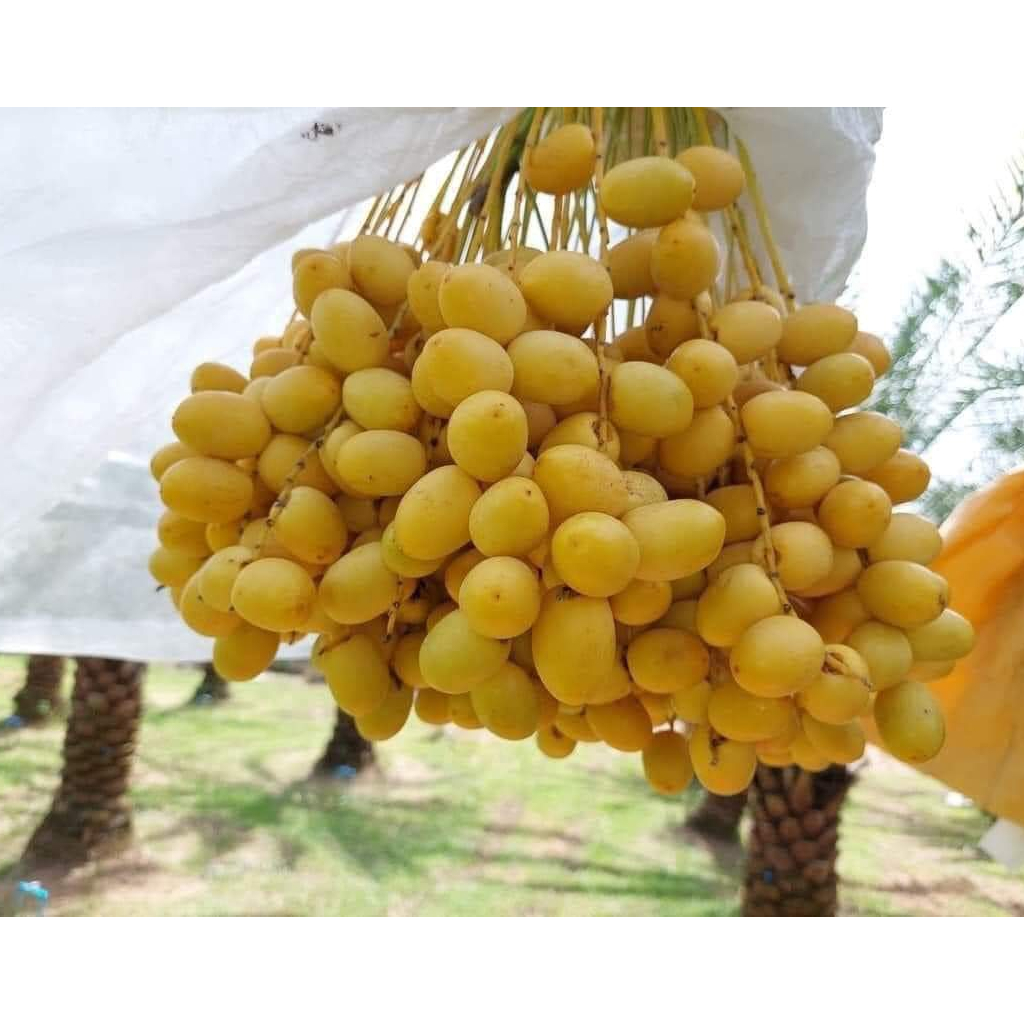 Cây giống Chà Là Barhee, cây thuần đầu dòng 3 năm cho trái