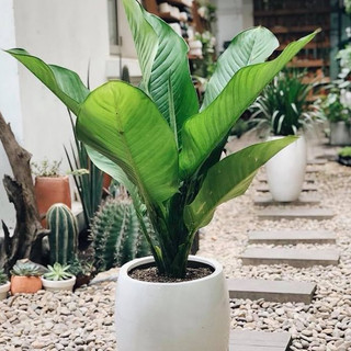Cây đại phú gia