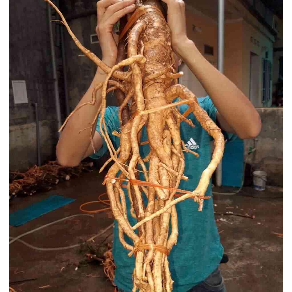 Củ đinh lăng tươi 1kg (hàng có sẵn)