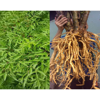 Củ đinh lăng tươi 1kg (hàng có sẵn)