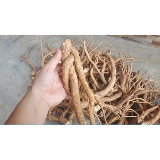 Củ đinh lăng tươi 1kg (hàng có sẵn)