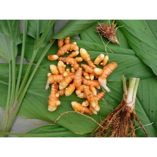 1kg củ nghệ vàng tươi