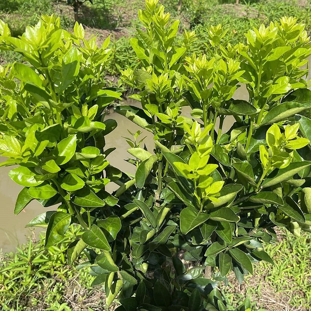 1Kg Phân bón Hữu cơ viên nở nhập khẩu Nhật Bản  cho rau sạch hoa cây cảnh cây ăn trái