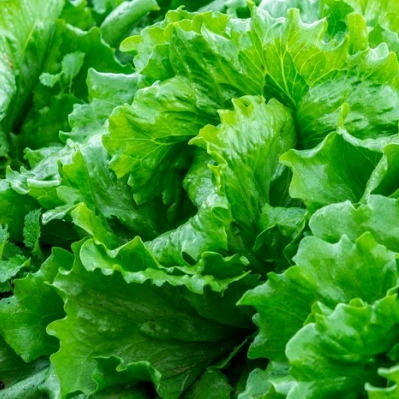 1Kg Phân bón Hữu cơ viên nở nhập khẩu Nhật Bản  cho rau sạch hoa cây cảnh cây ăn trái